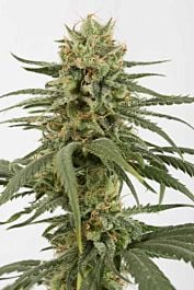 Dinafem Amnesia CBD Feminized