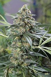 Dinafem OG Kush CBD Feminized