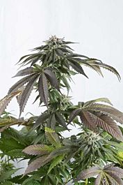Dinafem Bubba Kush CBD Feminized