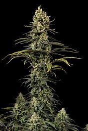 Dinafem Early Amnesia CBD Feminized