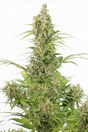 Dinafem White Widow Auto CBD Feminized