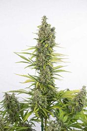 Dinafem Amnesia Auto CBD Feminized
