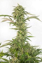 Dinafem OG Kush Auto CBD Feminized