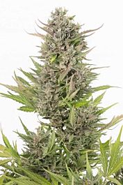 Dinafem Critical+ Auto CBD Feminized