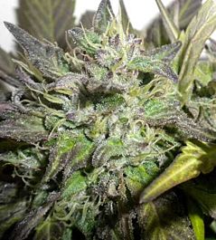 Gage Green Seeds Flight 813 Regular