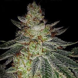 Dark Horse Genetics Face Melt OG Regular