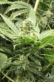 Devils Harvest  Fallen Angel Feminized