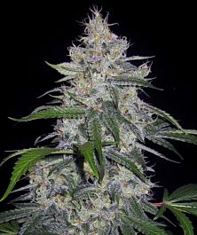 Mephisto Genetics Fantasmo Express Auto Feminized