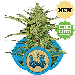 Royal Queen Seeds Fast Eddy Automatic Feminized