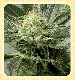 De Sjamaan Seeds Fast Skunk Feminized