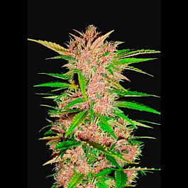 FastBuds Seeds Fastberry Auto Feminized