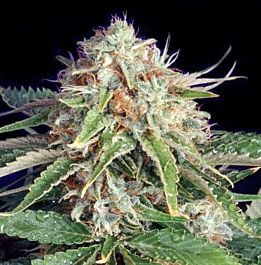 The Bulldog Seeds Fast Ryder II Auto Feminized