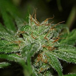BlimBurn Seeds Fat Man Autoflowering Feminized