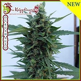 Dr Krippling OG Kush Auto Feminized