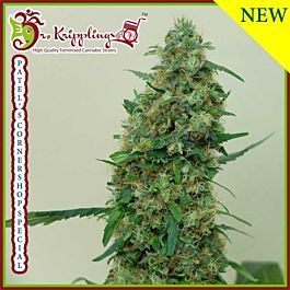 Dr Krippling Patel's Cornershop Feminized