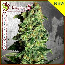 Dr Krippling Super Skunk Auto Feminized