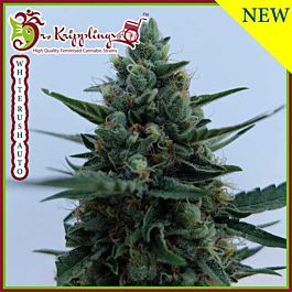 Dr Krippling White Rush Auto Feminized