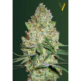 Victory Seeds Chronic Monster XXL Feminized