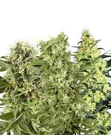 White Label Female Mix