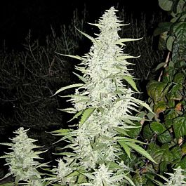 Female Seeds Maroc Feminised