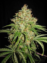 Lowlife Seeds Automatic White Russian Regular