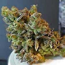 Feminized Seeds CBD Python Feminized