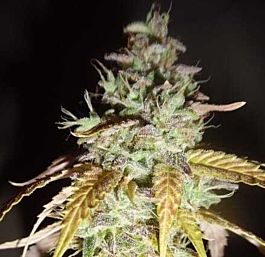 Hula Haze Feminized