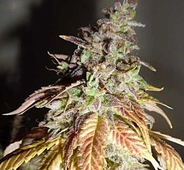 Feminized Seeds Viva Sativa Feminised