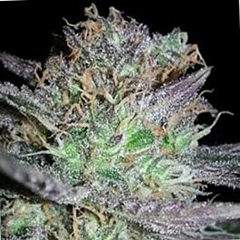Feminized Seeds Girl Scout Cookies Feminized