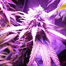 Feminized Seeds Purple Envy Feminised