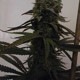 Feminized Seeds Sugar Mama Auto Feminized