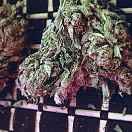 Feminized Seeds Big Bag Feminized