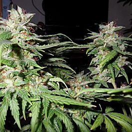 Feminized Seeds Blue Treacle Auto Feminized