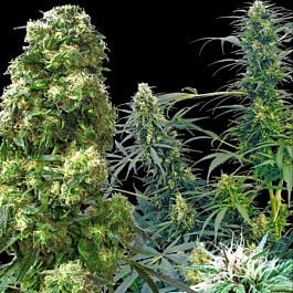 Feminized Seeds British Outdoor Mix