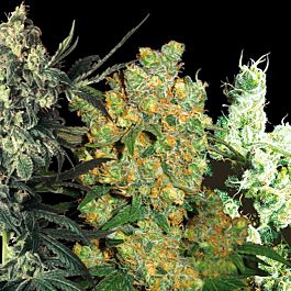 Feminized Seeds Indoor Mix Feminized