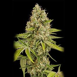 Feminized Seeds OG Kush Feminized