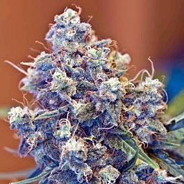 Feminized Seeds Super Iced Grapefruit Feminized