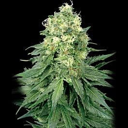 Feminized Seeds The Widow Feminized