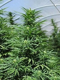 Humboldt Seeds Green Crack Feminized