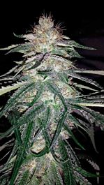 Humboldt Seeds Lost Coast OG Feminized