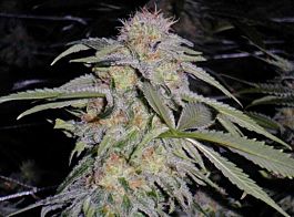 Humboldt Seeds Lost Coast Hashplant Feminized