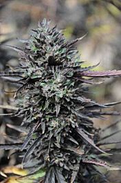Humboldt Seeds Purple Trainwreck Feminized