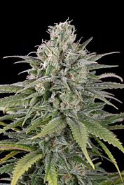 Humboldt Seeds UK Cheese Auto Feminized