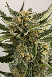 Humboldt Seeds Lost Coast Skunk Auto Feminized