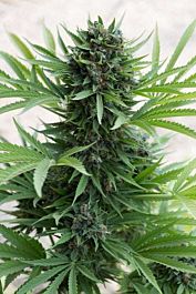 Humboldt Seeds Sour Diesel Auto Feminized