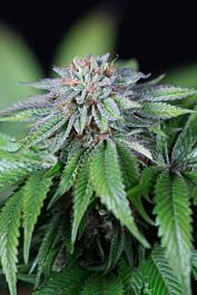 Humboldt Seeds Ewe-2 Feminized