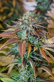 Humboldt Seeds Lemon Kush Headband Feminized