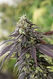 Humboldt Seeds 707 Headband Feminized