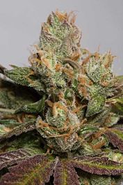 Humboldt Seeds 707 Truthband by Emerald Mountain Feminized