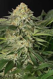 Humboldt Seeds Lemon Garlic OG Feminized